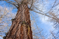 Le conifere sono gli alberi più efficaci per contrastare l’inquinamento acustico