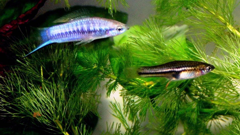 Originario dell'America Centrale e del Messico, abita fiumi dalla rapida corrente, prevalentemente nelle zone tranquille ricche di piante acquatiche o sotto la vegetazione che si sporge dagli argini.