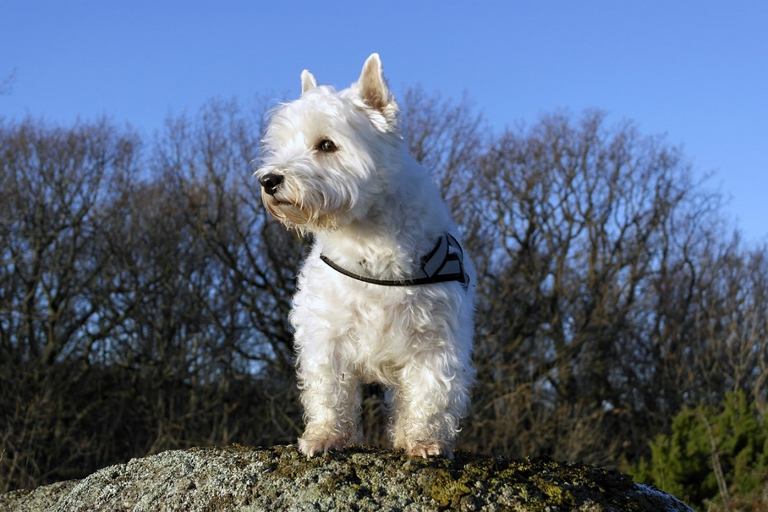 west highland white terrier westie