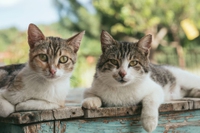A Villasimius i gatti randagi saranno sterilizzati coi proventi della tassa di soggiorno