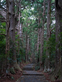 Camminare nei boschi sacri del Kumano kodo in Giappone fa bene allo spirito