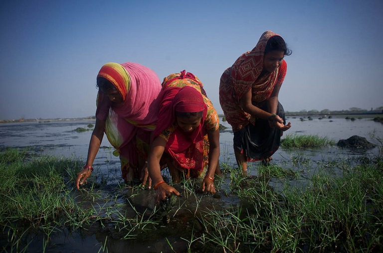 Donne che catturano gamberi