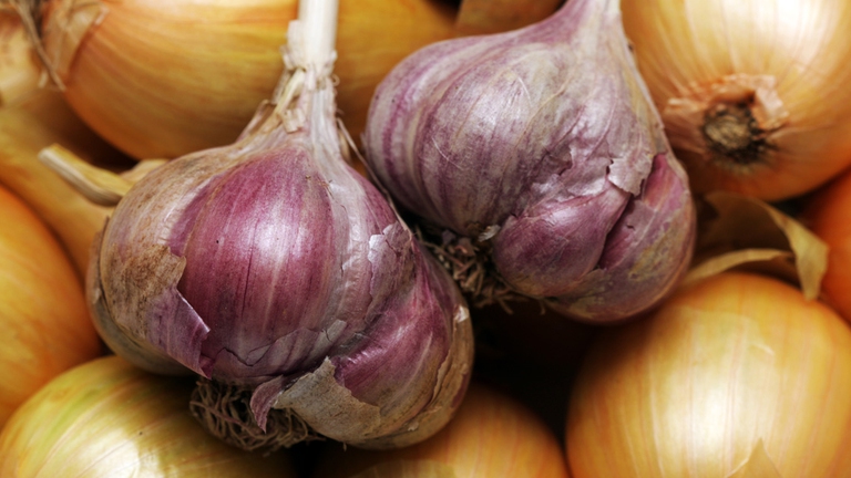 La cipolla (Allium Cepa) appartiene alla famiglia delle liliacee come l'Allium Sativum, vale a dire il nostro comune aglio. @Ingimage