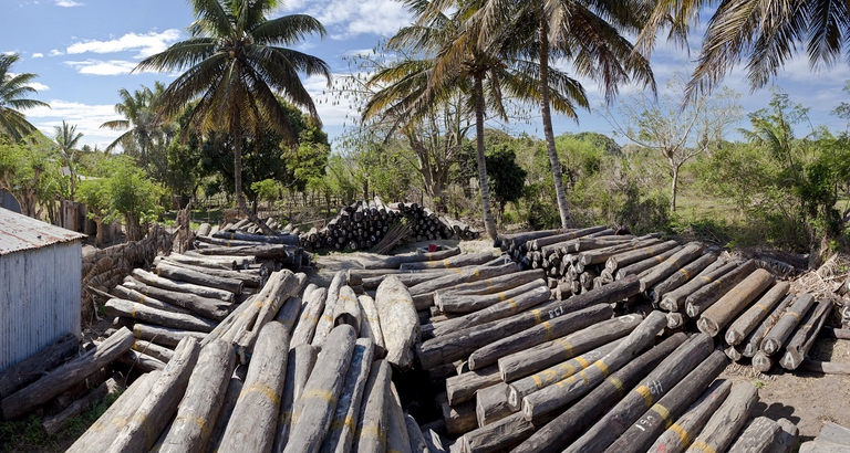deforestazione in Madagascar