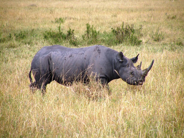 rinoceronte-nero