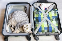 In vacanza col gatto, ecco i consigli per un’estate insieme