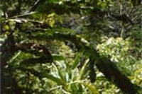 Unghia di Gatto dalla foresta vergine