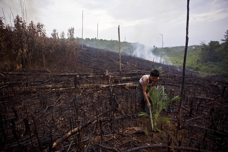 Abbattimento di una foresta indonesiana, nell'isola di Sumatra
