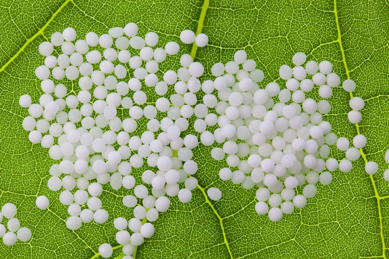 ansia stress omeopatia