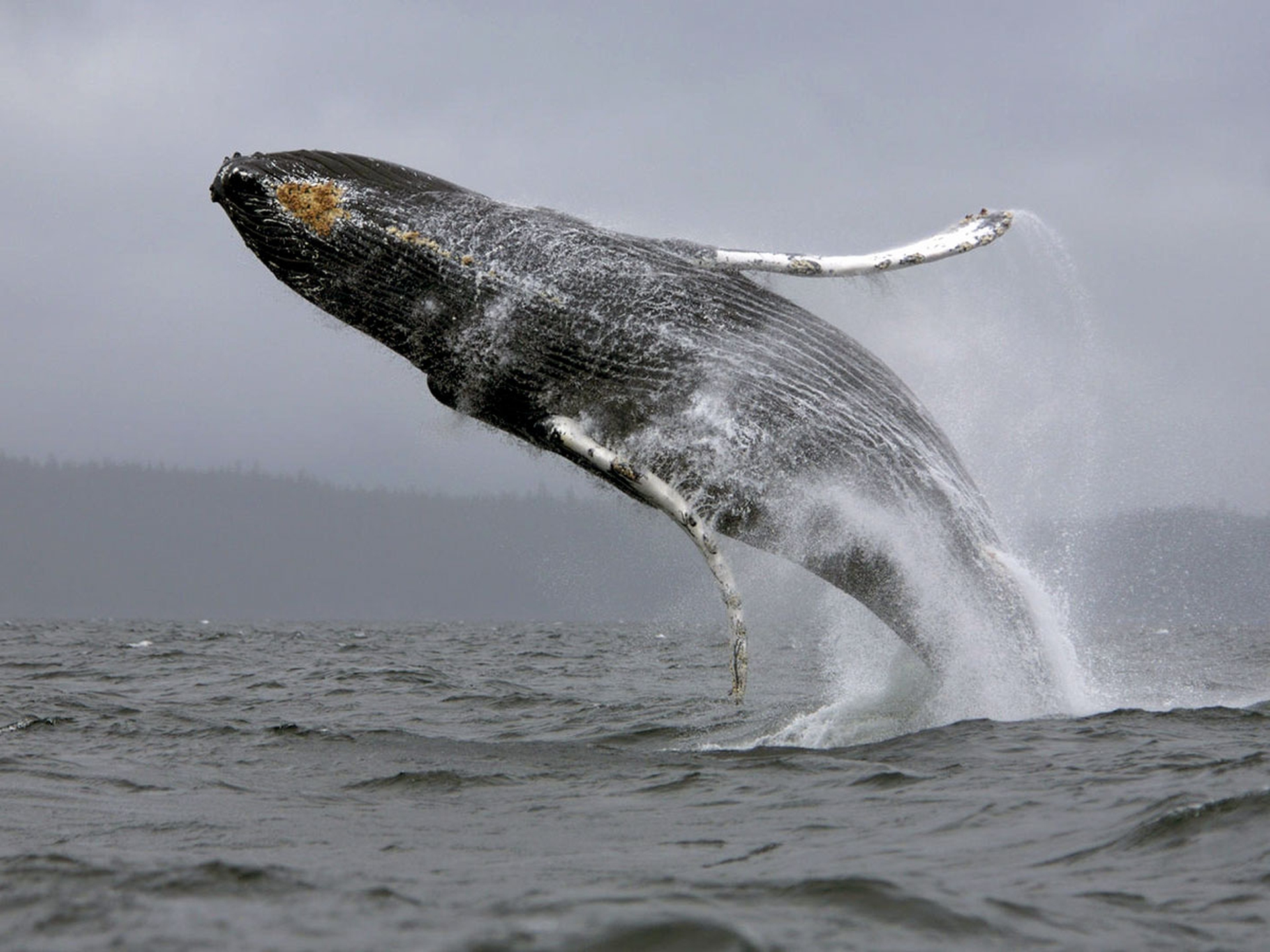 Il 13 febbraio è la Giornata mondiale delle balene