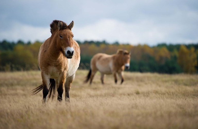 GERMANY-ANIMAL-NATURE-RESERVE