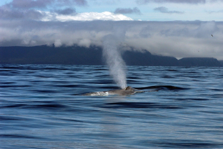 Blue_Whale_Spouting
