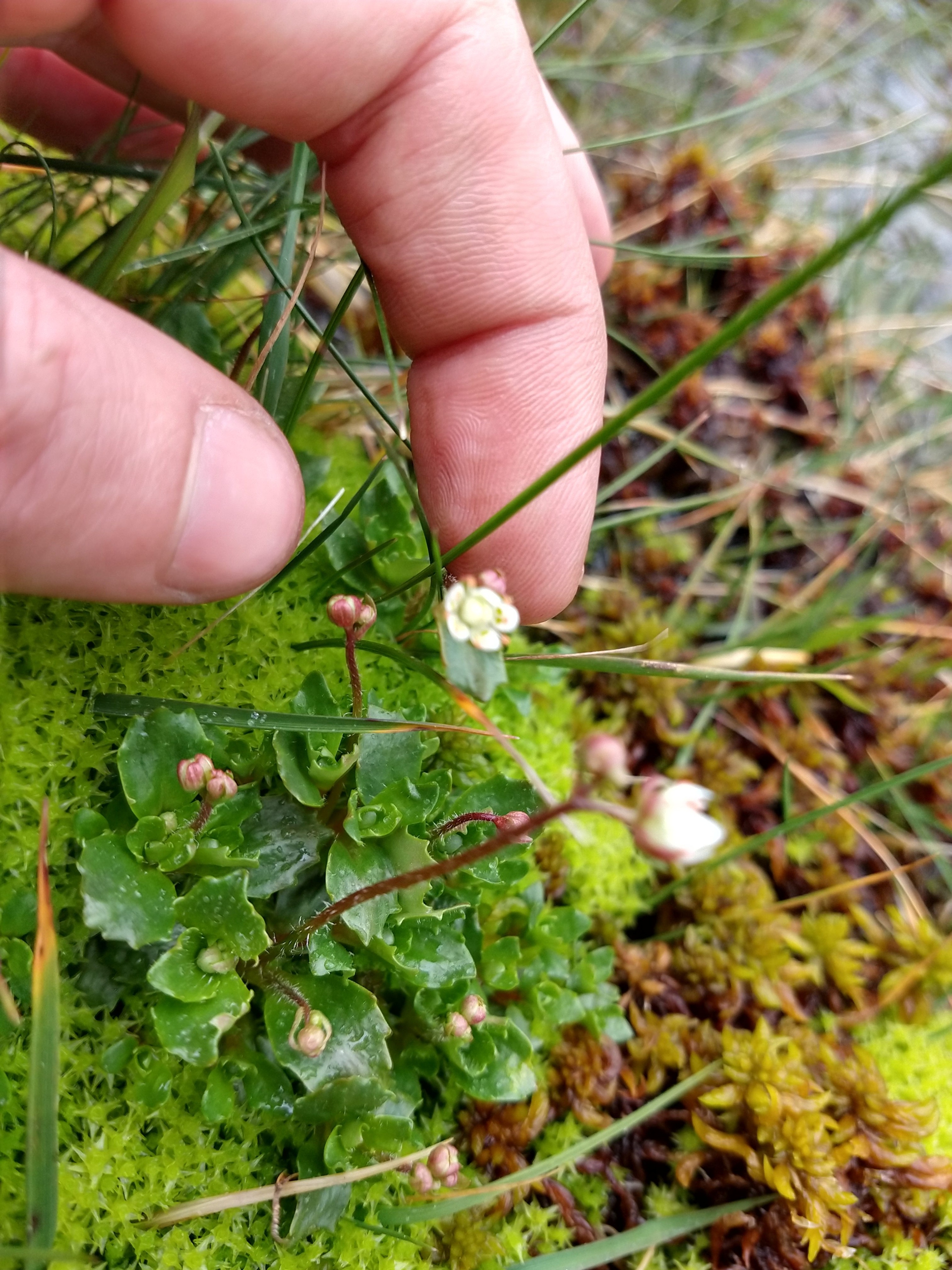 Wildlife Surveys in the Mournes