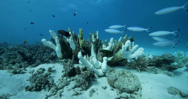 Barriera corallina Australia