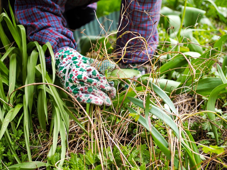 Una donna elimina le piante infestanti dall'orto