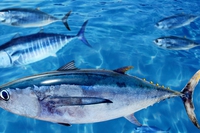 La lista del pesce sostenibile