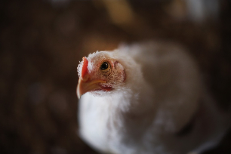 Pollo in un allevamento avicolo