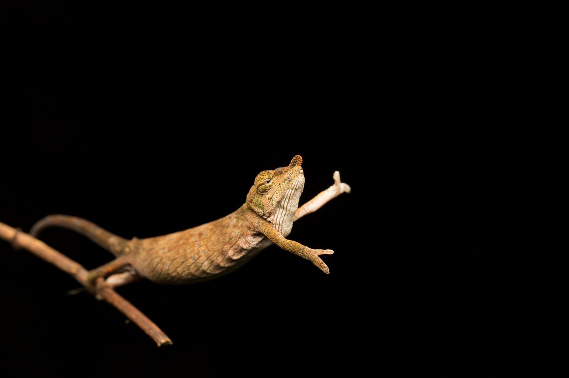 Chameleon dance di Jasmine Vink – Comedy wildlife photography awards