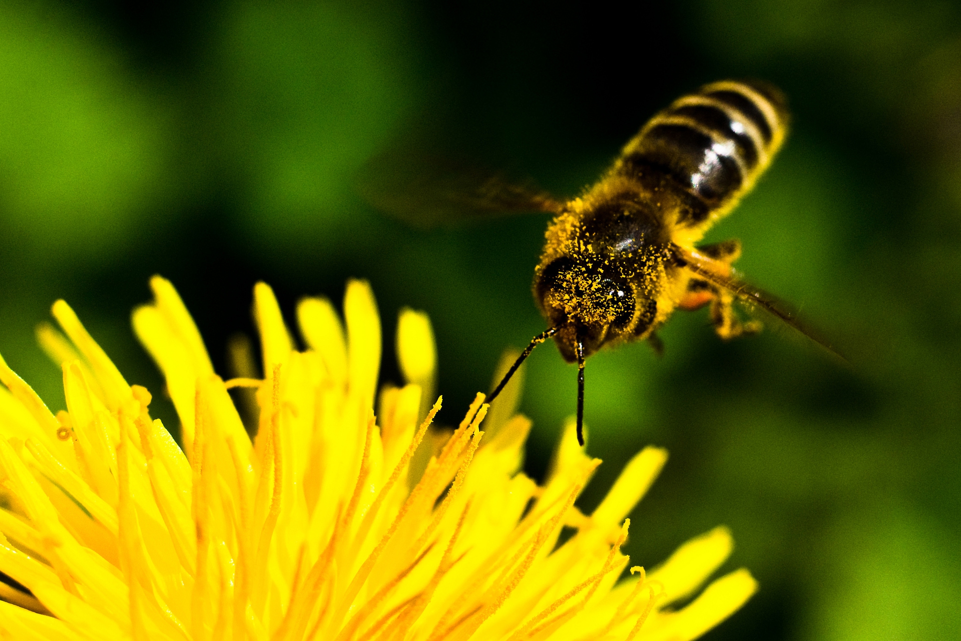 US beekeepers lost half their honeybees last year