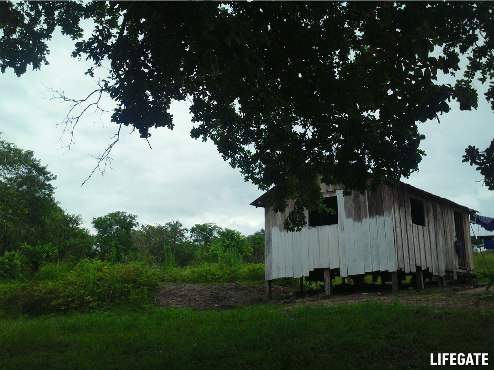 Foreste in piedi 2017