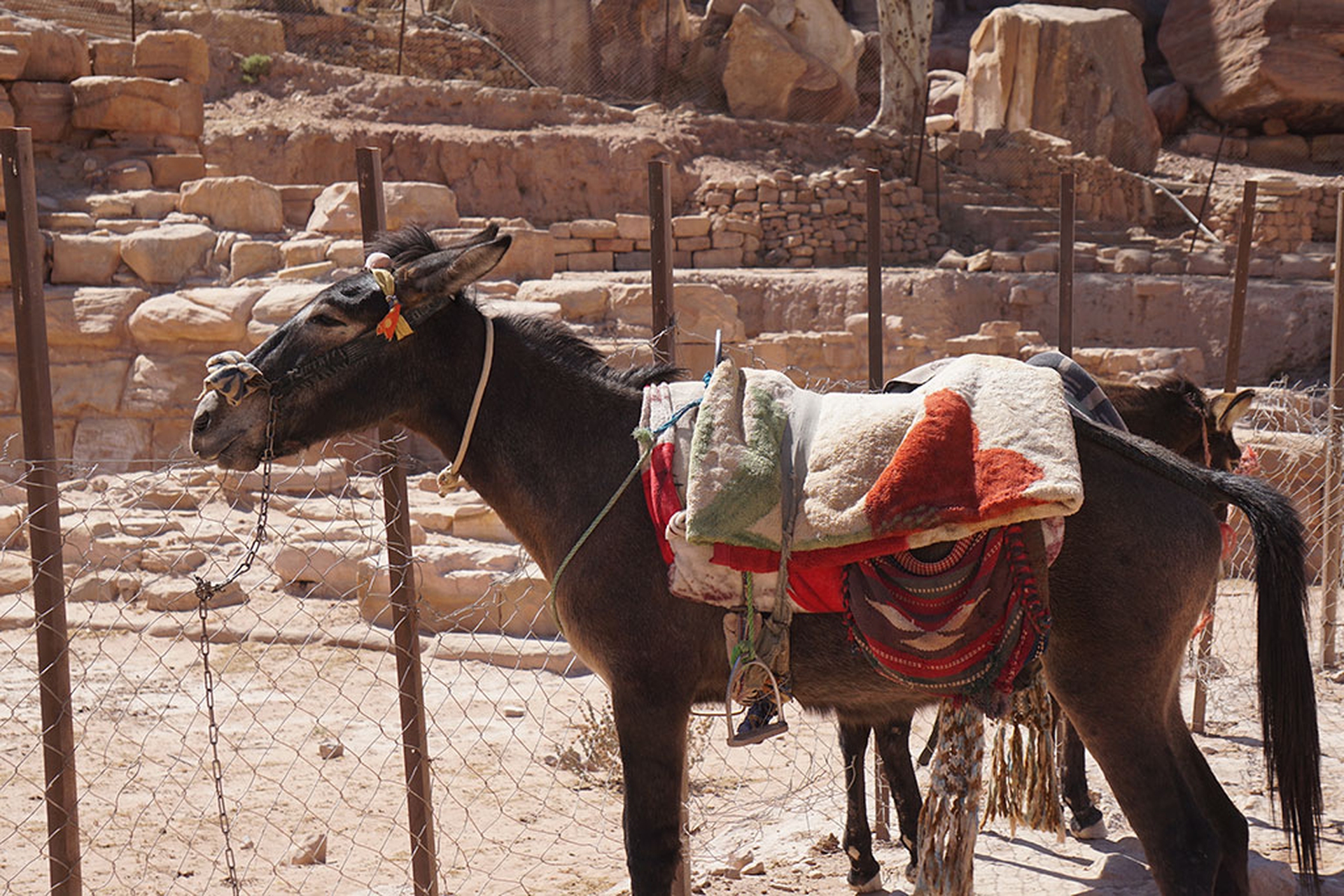 Maltrattamenti animali a Petra, in Giordania