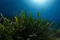 Le risorse degli oceani sono inestimabili: queste sei startup hanno la missione di tutelarle