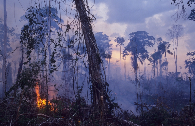 Le fiamme distruggono una parte della foresta amazzonica in Brasile ©Universal Images Group/Getty Images