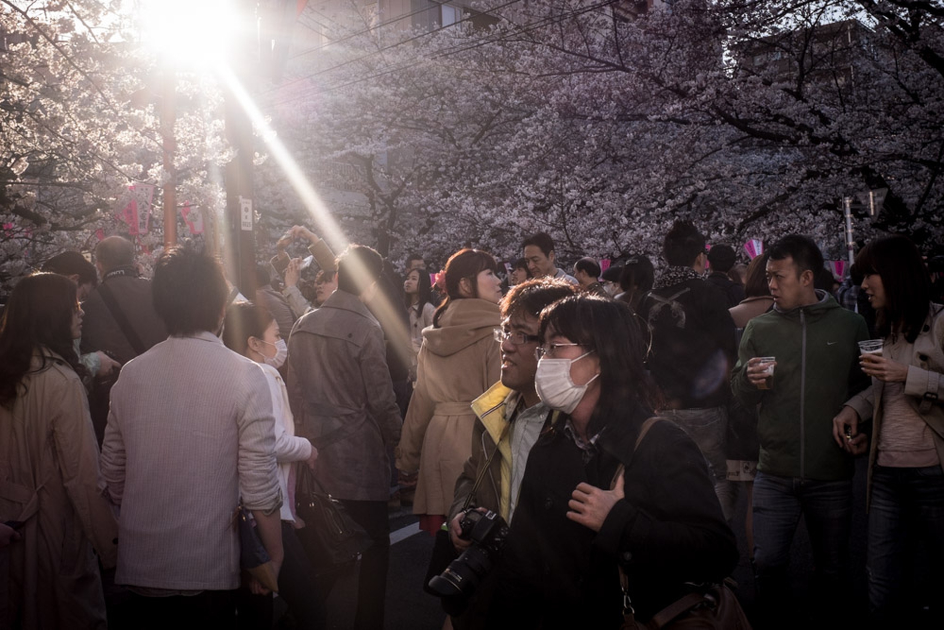 Hanami celebration of the blossoming of cherry trees