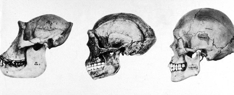 L'evoluzione del cervello ha portano a un volume celebrale diversa da specie a specie.