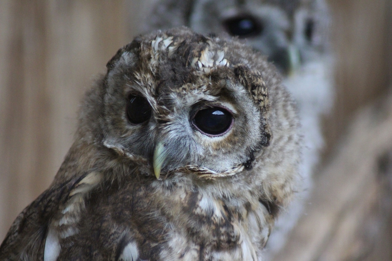 Un gufo in gabbia