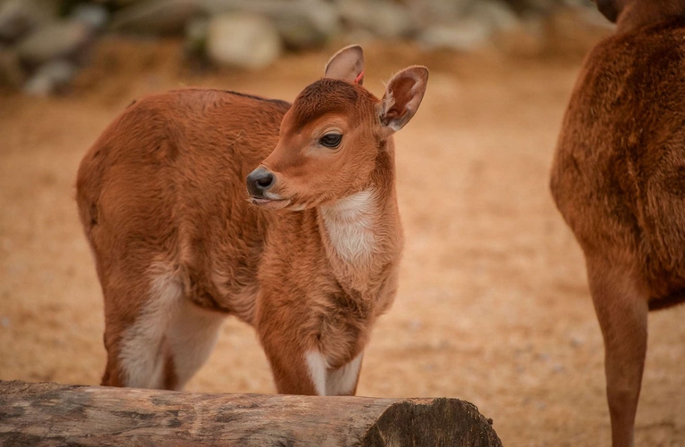 Cucciolo di banteng