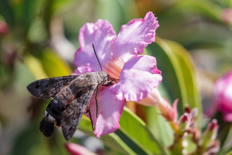 Falena che succhia il nettare da un fiore