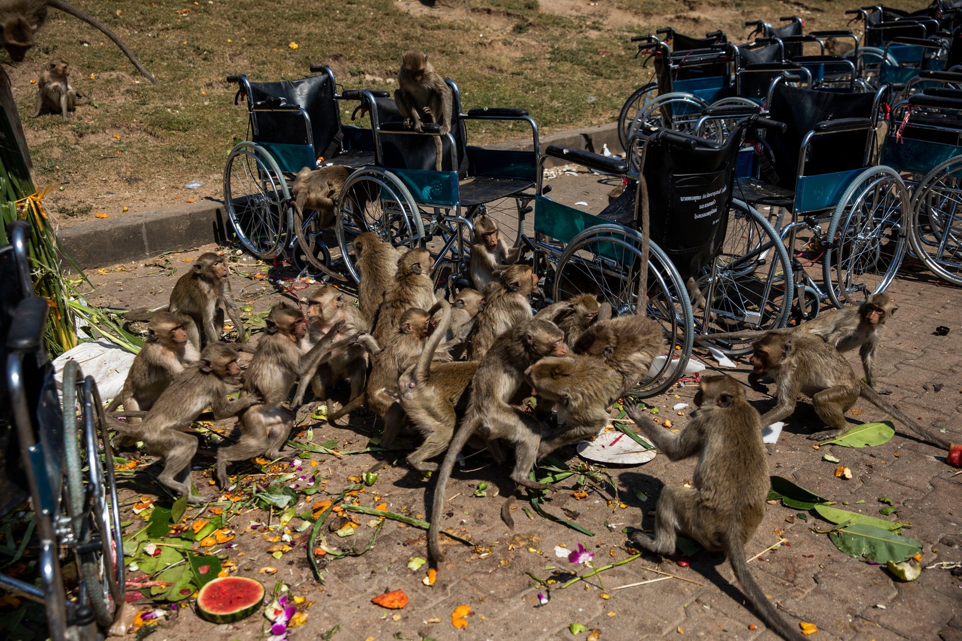 Il festival delle scimmie in Thailandia