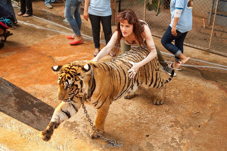 Una turista posa con una tigre