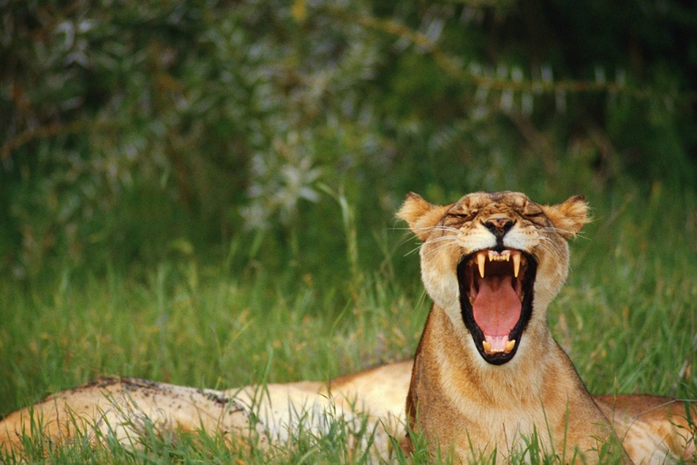Lioness Yawning