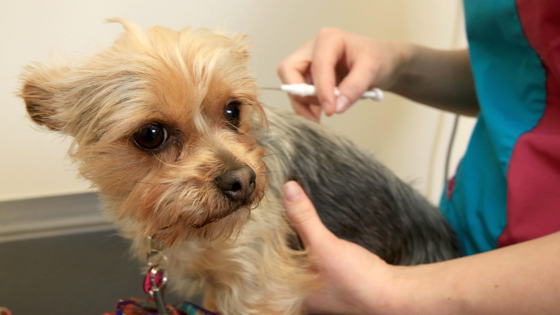 Napoli, microchip gratuiti agli animali domestici per adozioni consapevoli