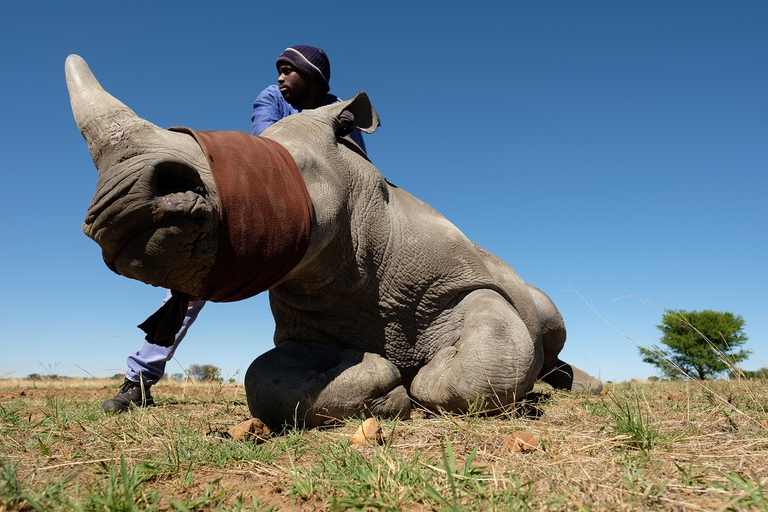 Condannato a 30 anni di prigione un noto bracconiere di rinoceronti in Mozambico