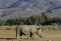 Dal Sudafrica al Botswana, 100 rinoceronti in fuga dai bracconieri