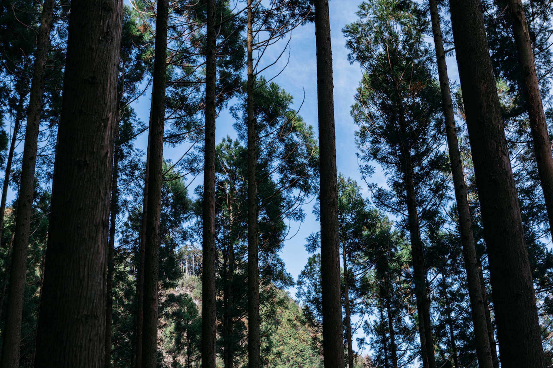 Forest therapy in Giappone