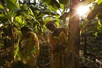 Forests absorb more CO2 but emissions rise faster