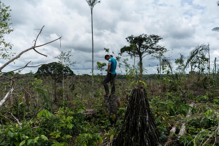 deforestation colombia farc amazon forest logging peace
