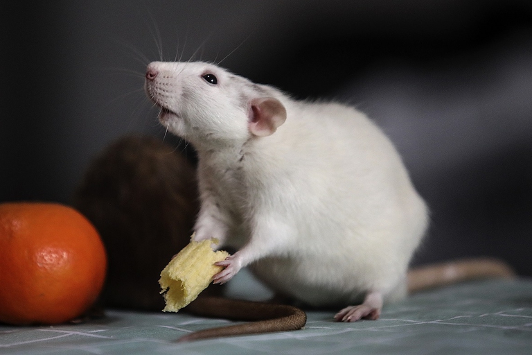 Ratto domestico che mangia