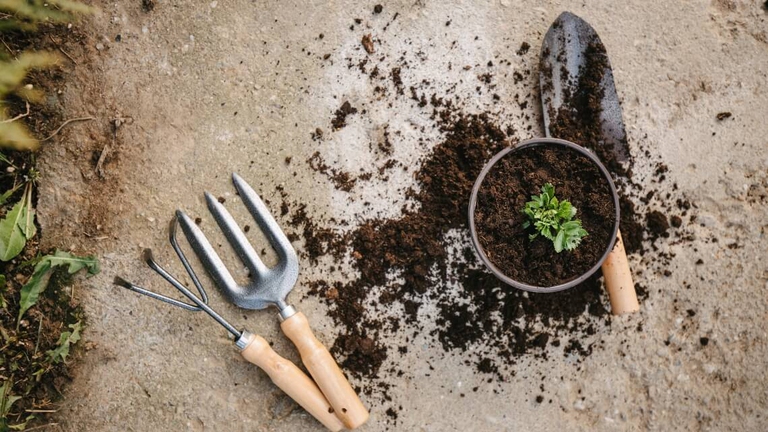 Sedano in un piccolo vaso