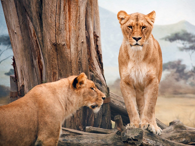 i baobab stanno morendo