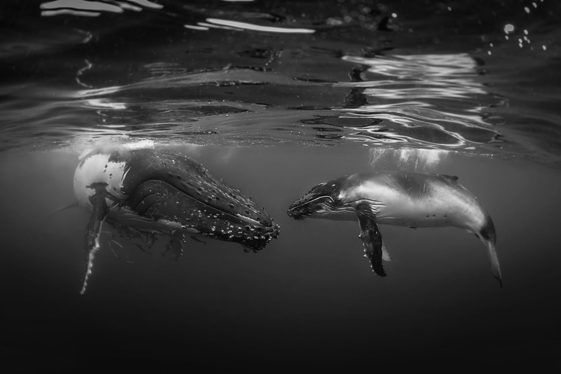 Le foto che hanno vinto l'Underwater photographer of the year 2018