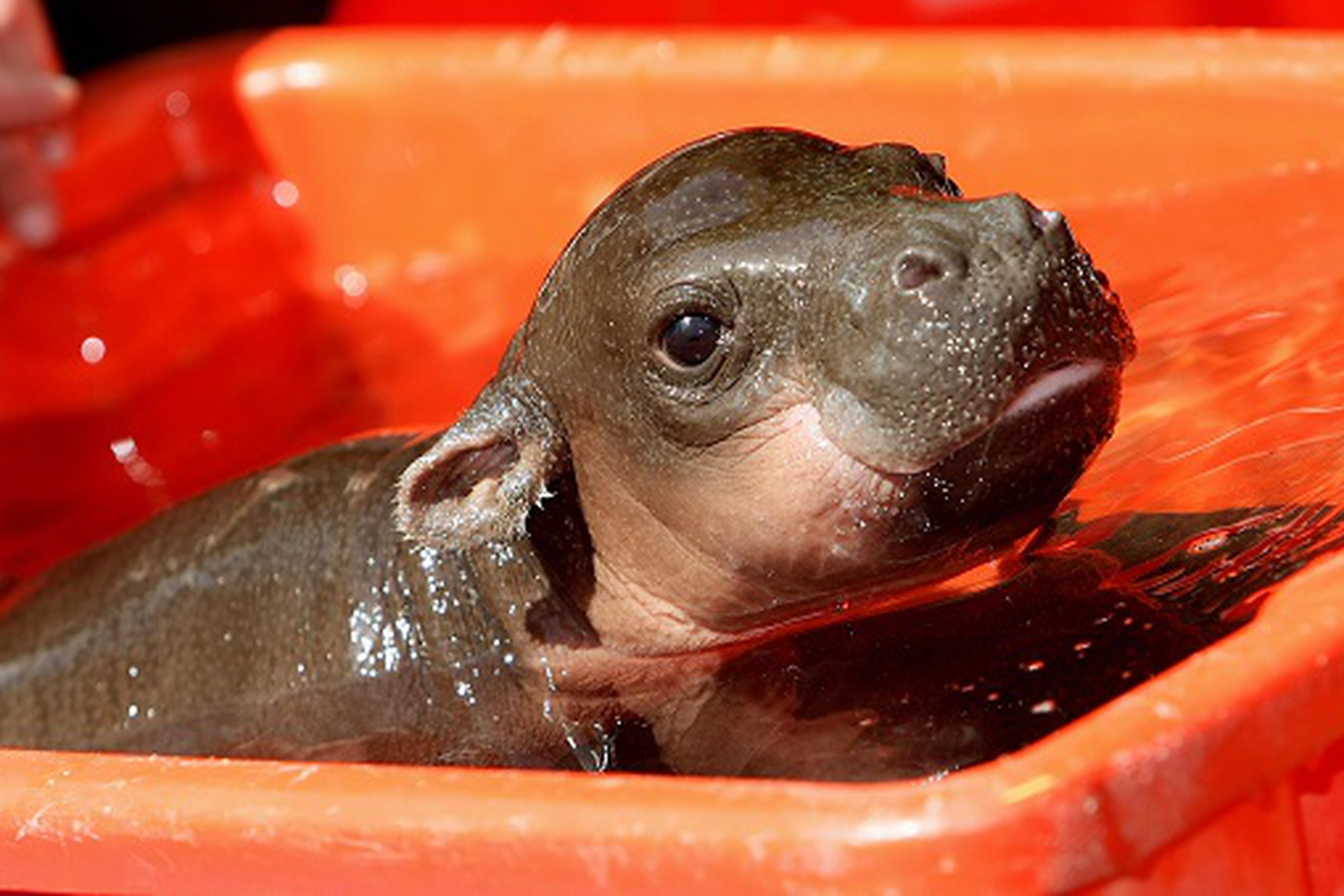 Why baby animals are so cute LifeGate