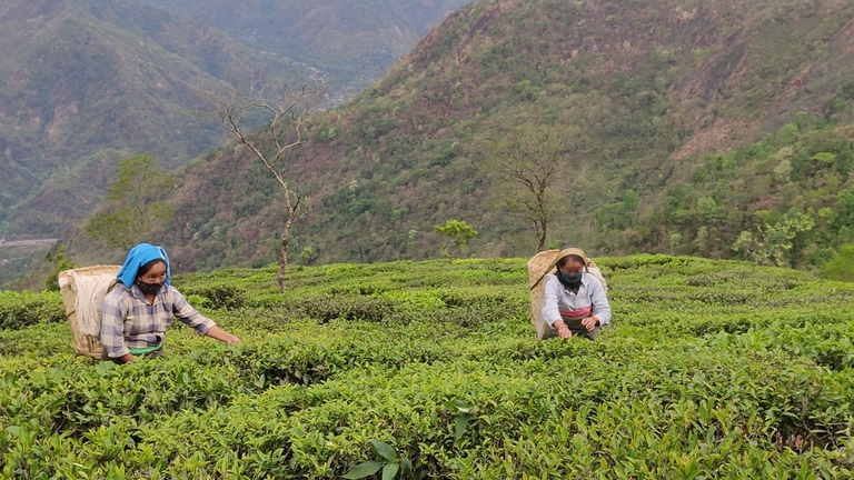 women tea workers, bengal