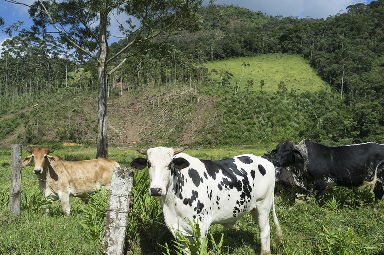 Deforestazione in Brasile