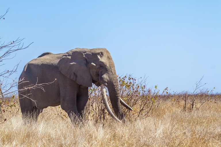 Elefante africano nel bush in Sudafrica