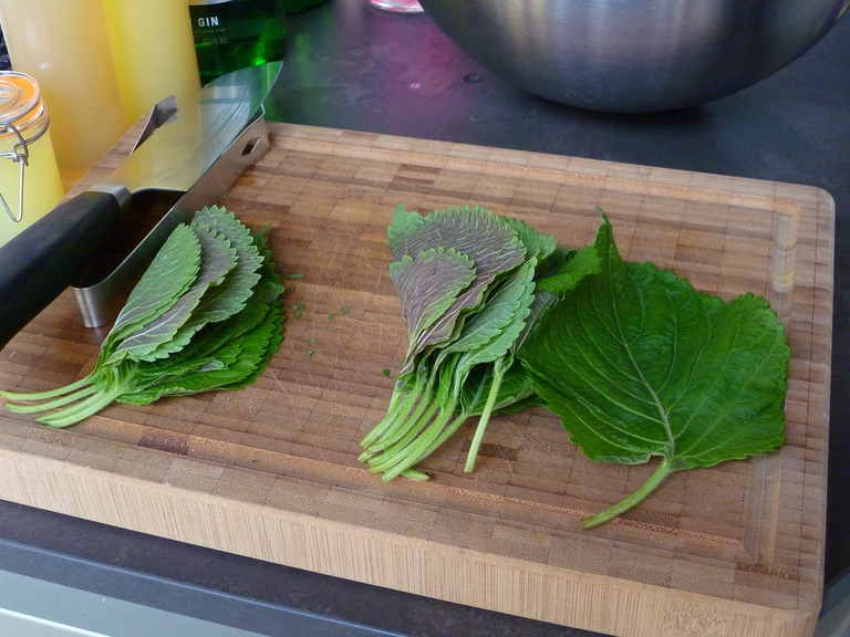 perilla egoma foglie